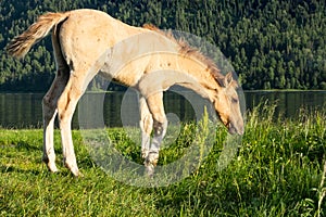 ÃÂ¡ute foal grazing on lakeshore. Young horse is pasture on lawn lakeside